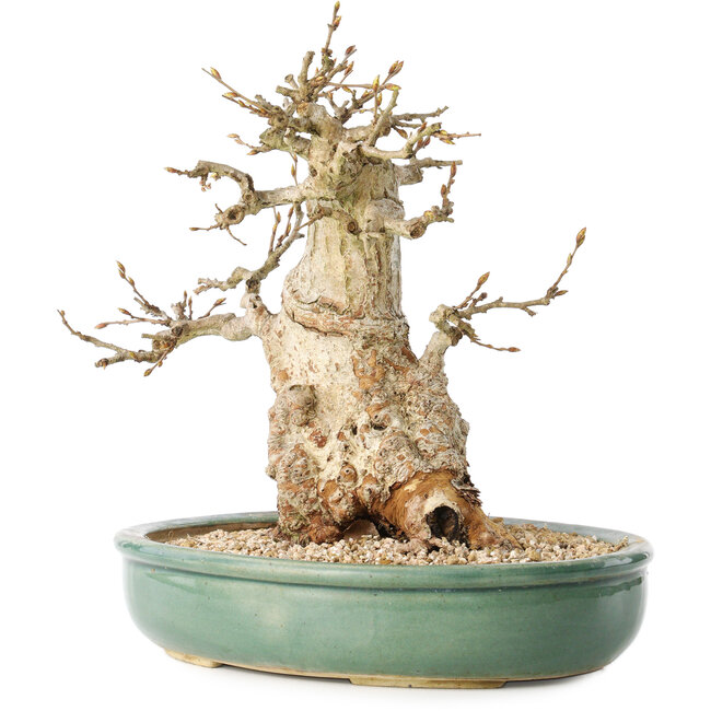 Carpinus coreana, 24 cm, ± 30 jaar oud, met een nebari van 14 cm