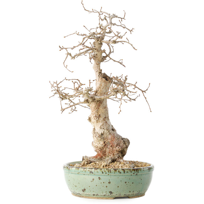 Carpinus coreana, 33 cm, ± 30 years old, with a nebari of 9 cm