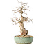 Carpinus coreana, 33 cm, ± 30 jaar oud, met een nebari van 9 cm