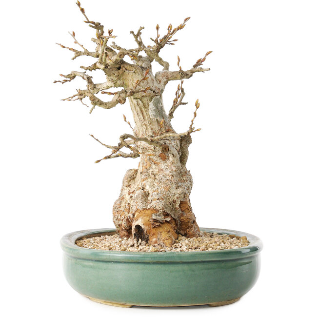Carpinus coreana, 24 cm, ± 30 jaar oud, met een nebari van 14 cm