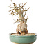 Carpinus coreana, 24 cm, ± 30 anni, con un nebari di 14 cm