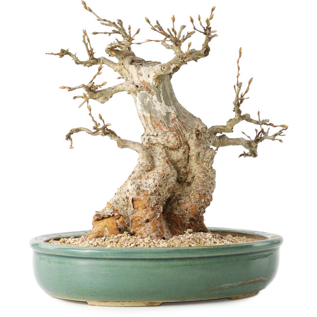 Carpinus coreana, 24 cm, ± 30 anni, con un nebari di 14 cm