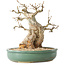 Carpinus coreana, 24 cm, ± 30 ans, avec un nebari de 14 cm
