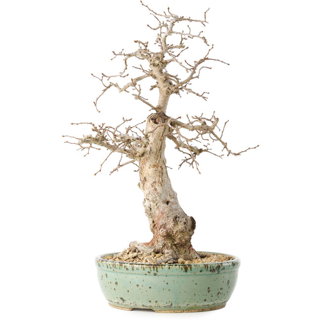 Carpinus coreana, 33 cm, ± 30 anni, con un nebari di 9 cm