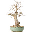 Carpinus coreana, 33 cm, ± 30 jaar oud, met een nebari van 9 cm