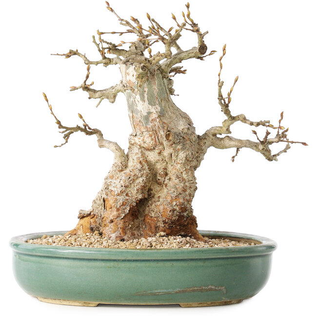 Carpinus coreana, 24 cm, ± 30 años, con un nebari de 14 cm