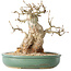 Carpinus coreana, 24 cm, ± 30 ans, avec un nebari de 14 cm