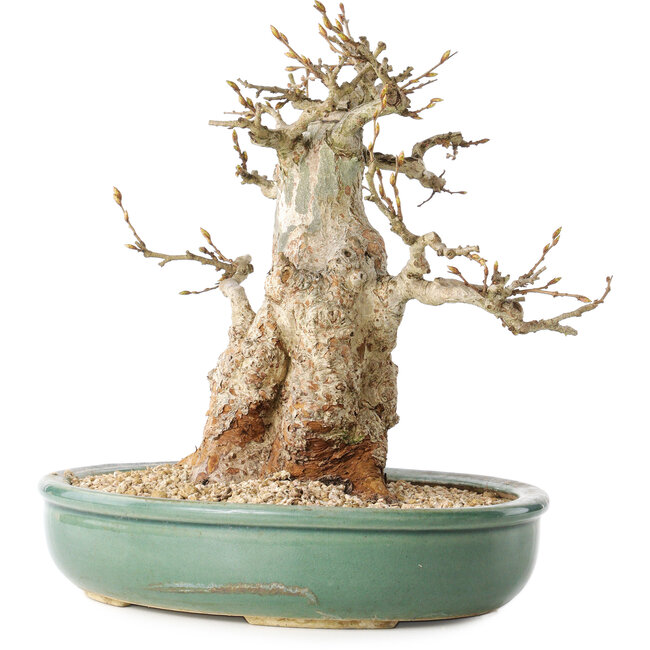 Carpinus coreana, 24 cm, ± 30 Jahre alt, mit einem Nebari von 14 cm