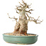 Carpinus coreana, 24 cm, ± 30 ans, avec un nebari de 14 cm