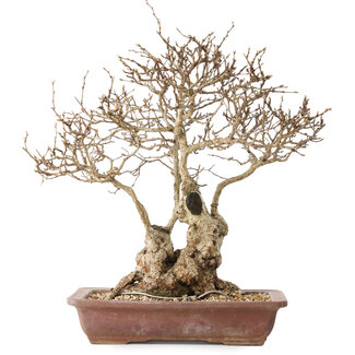 Carpinus coreana, 33 cm, ± 30 jaar oud