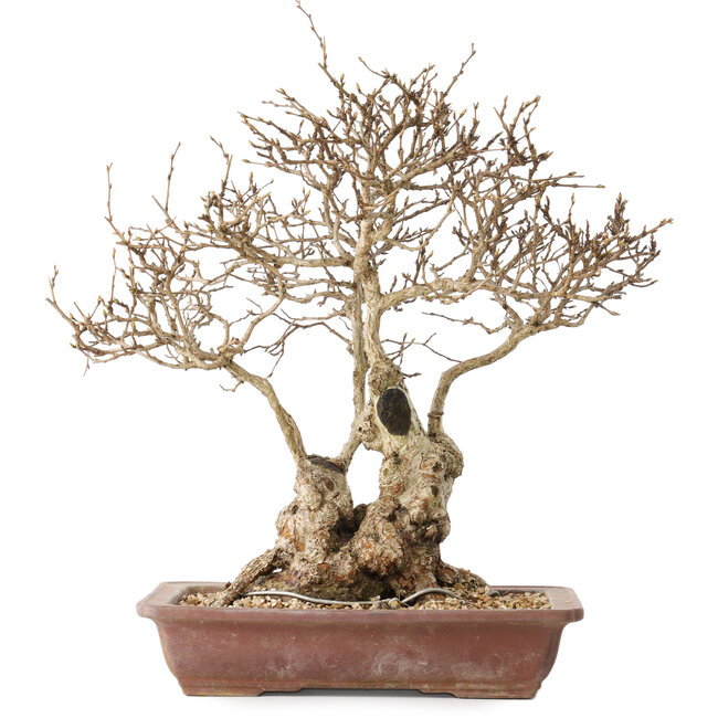 Carpinus coreana, 33 cm, ± 30 jaar oud, met een nebari van 16 cm