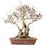 Carpinus coreana, 33 cm, ± 30 jaar oud, met een nebari van 16 cm