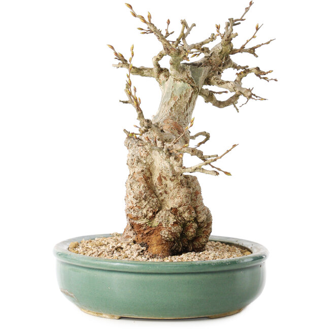 Carpinus coreana, 24 cm, ± 30 Jahre alt, mit einem Nebari von 14 cm