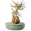 Carpinus coreana, 24 cm, ± 30 anni, con un nebari di 14 cm