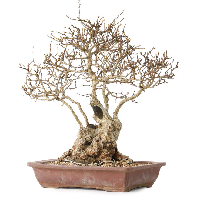 Carpinus coreana, 33 cm, ± 30 Jahre alt, mit einem Nebari von 16 cm