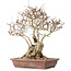 Carpinus coreana, 33 cm, ± 30 jaar oud, met een nebari van 16 cm
