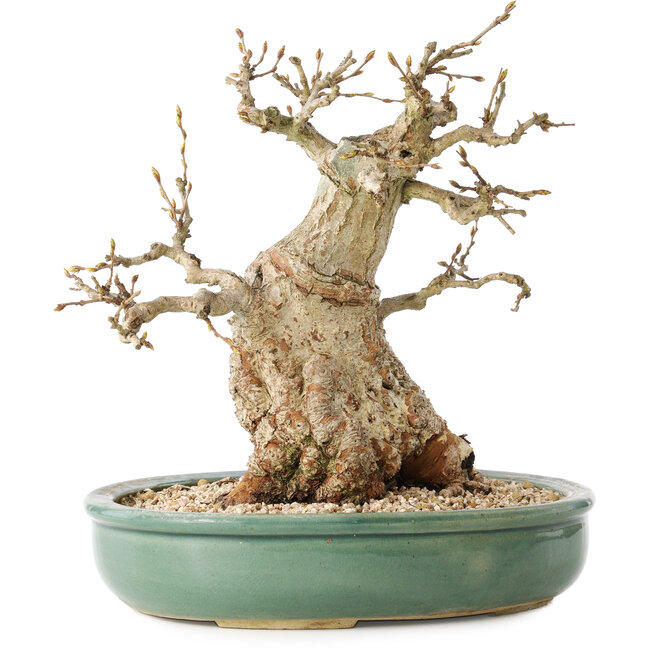 Carpinus coreana, 24 cm, ± 30 anni, con un nebari di 14 cm