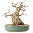 Carpinus coreana, 24 cm, ± 30 anni, con un nebari di 14 cm