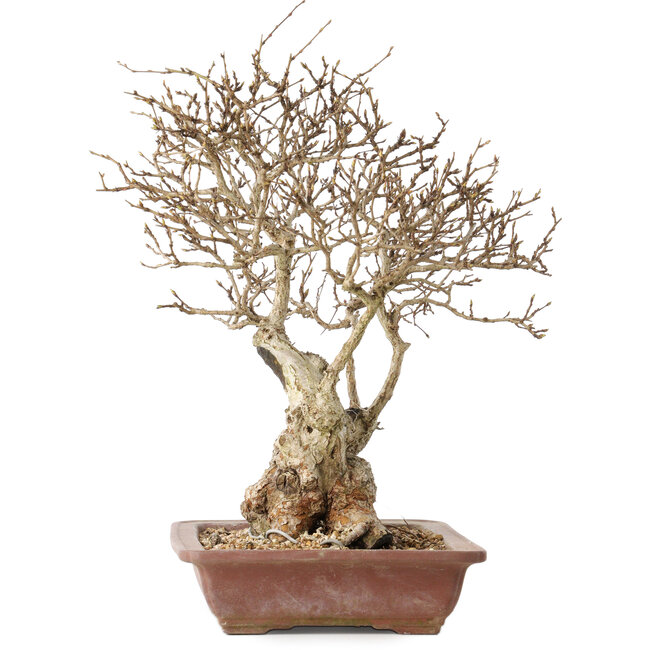 Carpinus coreana, 33 cm, ± 30 jaar oud, met een nebari van 16 cm