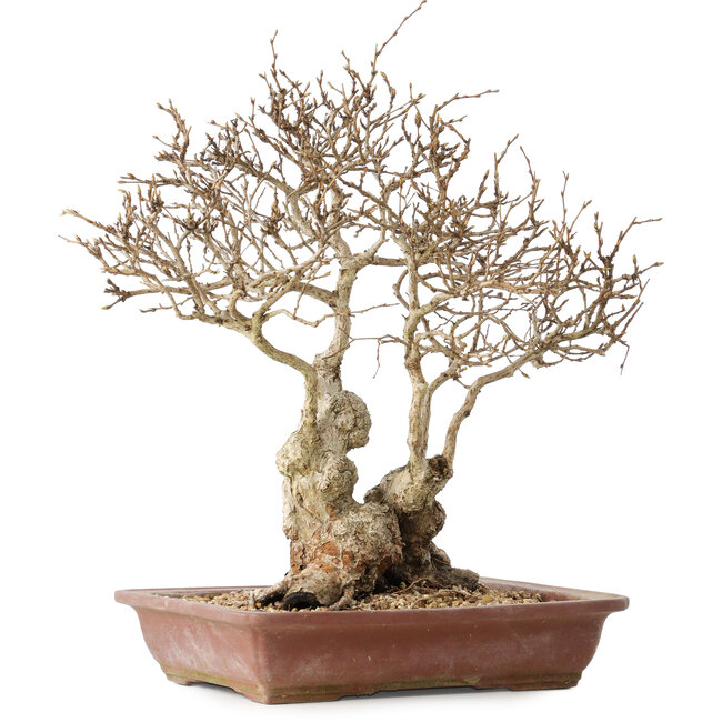 Carpinus coreana, 33 cm, ± 30 años, con un nebari de 16 cm