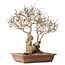 Carpinus coreana, 33 cm, ± 30 jaar oud, met een nebari van 16 cm