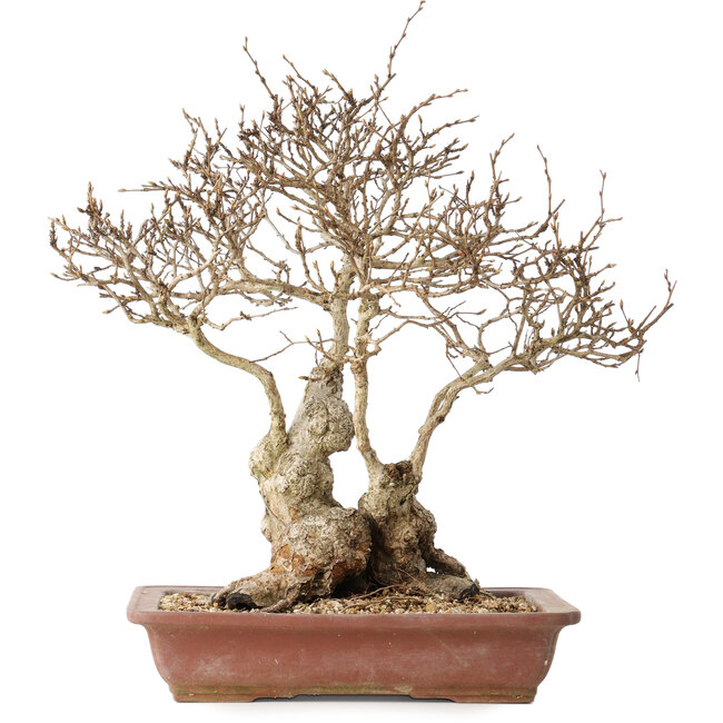 Carpinus coreana, 33 cm, ± 30 ans, avec un nebari de 16 cm