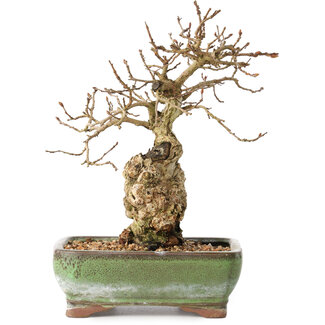 Carpinus coreana, 20 cm, ± 30 jaar oud