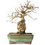 Carpinus coreana, 20 cm, ± 30 jaar oud, met een nebari van 5 cm