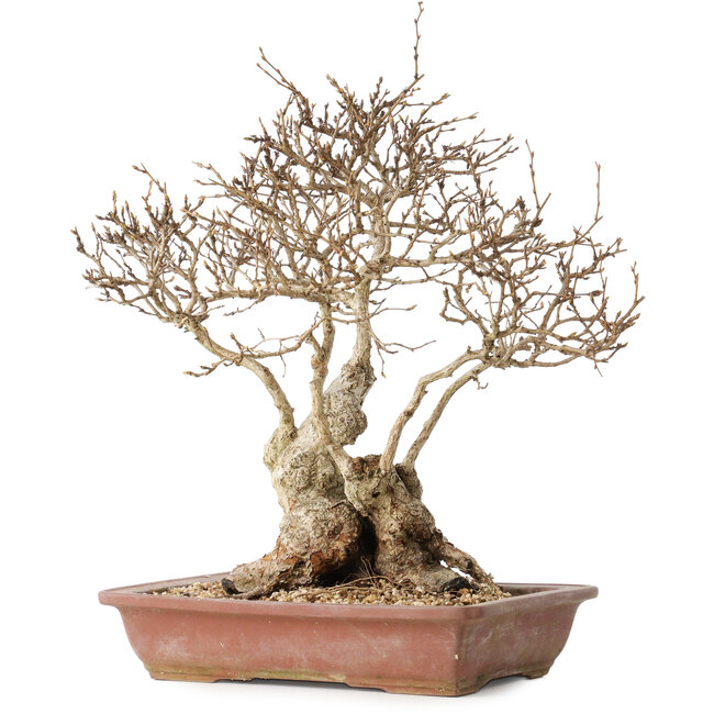 Carpinus coreana, 33 cm, ± 30 years old, with a nebari of 16 cm