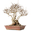 Carpinus coreana, 33 cm, ± 30 jaar oud, met een nebari van 16 cm