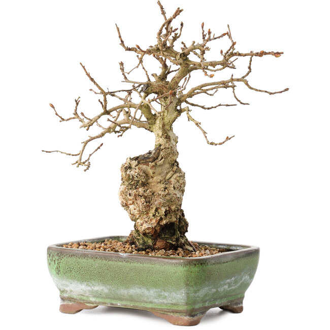 Carpinus coreana, 20 cm, ± 30 ans, avec un nebari de 5 cm