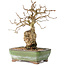 Carpinus coreana, 20 cm, ± 30 jaar oud, met een nebari van 5 cm