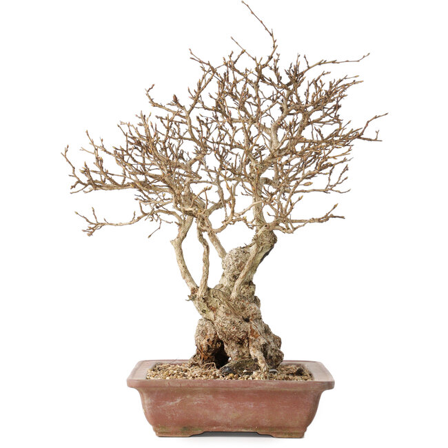 Carpinus coreana, 33 cm, ± 30 Jahre alt, mit einem Nebari von 16 cm