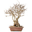 Carpinus coreana, 33 cm, ± 30 jaar oud, met een nebari van 16 cm