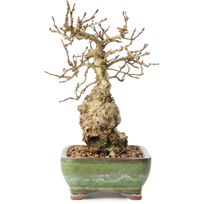 Carpinus coreana, 20 cm, ± 30 Jahre alt, mit einem Nebari von 5 cm