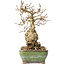 Carpinus coreana, 20 cm, ± 30 jaar oud, met een nebari van 5 cm