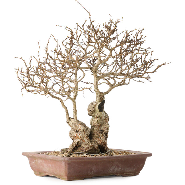 Carpinus coreana, 33 cm, ± 30 jaar oud, met een nebari van 16 cm