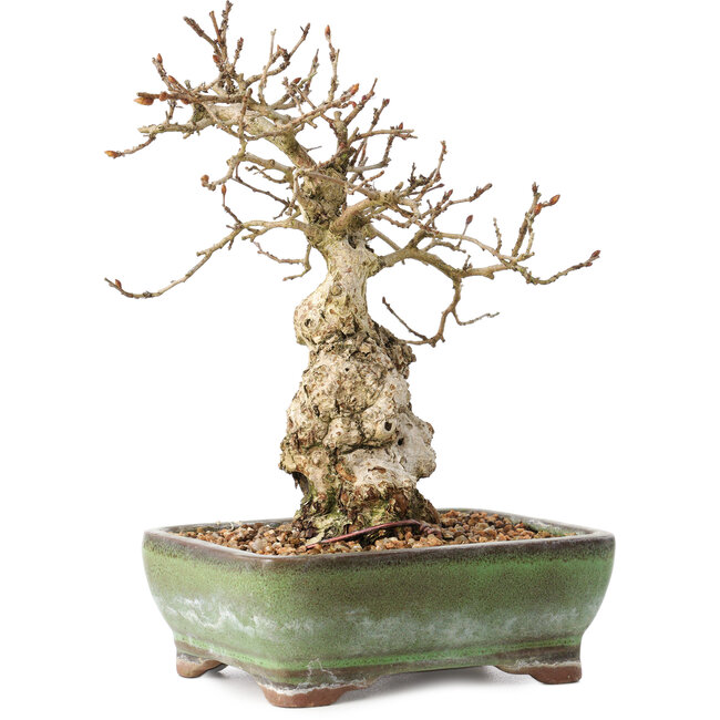 Carpinus coreana, 20 cm, ± 30 years old, with a nebari of 5 cm