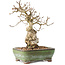 Carpinus coreana, 20 cm, ± 30 years old, with a nebari of 5 cm