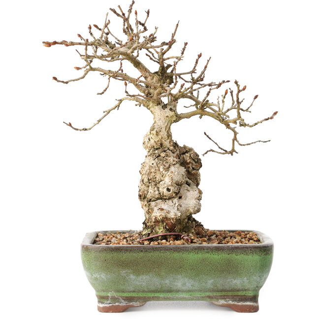 Carpinus coreana, 20 cm, ± 30 jaar oud, met een nebari van 5 cm