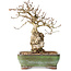 Carpinus coreana, 20 cm, ± 30 anni, con un nebari di 5 cm