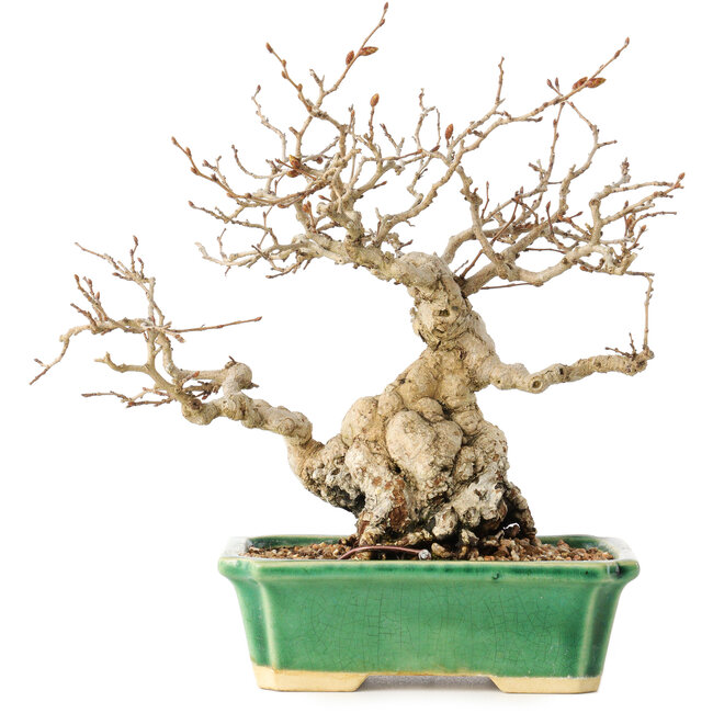 Carpinus coreana, 18 cm, ± 40 jaar oud, met een nebari van 7,5 cm