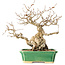 Carpinus coreana, 18 cm, ± 40 years old, with a nebari of 7,5 cm