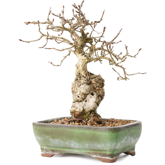 Carpinus coreana, 20 cm, ± 30 Jahre alt, mit einem Nebari von 5 cm