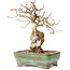 Carpinus coreana, 20 cm, ± 30 jaar oud, met een nebari van 5 cm