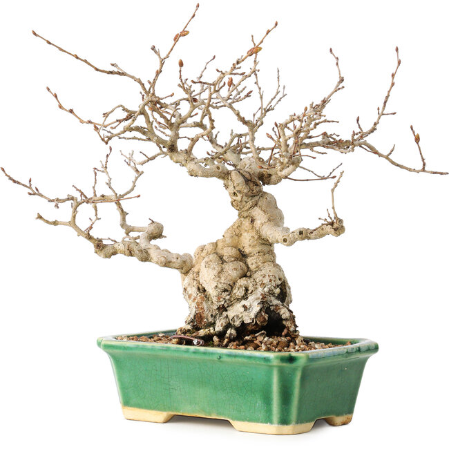 Carpinus coreana, 18 cm, ± 40 Jahre alt, mit einem Nebari von 7,5 cm