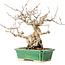Carpinus coreana, 18 cm, ± 40 years old, with a nebari of 7,5 cm