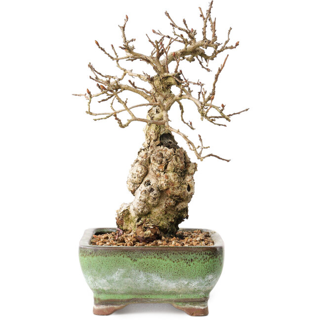 Carpinus coreana, 20 cm, ± 30 ans, avec un nebari de 5 cm