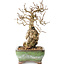 Carpinus coreana, 20 cm, ± 30 jaar oud, met een nebari van 5 cm