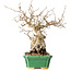 Carpinus coreana, 18 cm, ± 40 years old, with a nebari of 7,5 cm